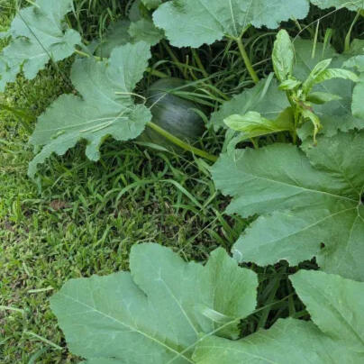 A close-up of a squash plant.